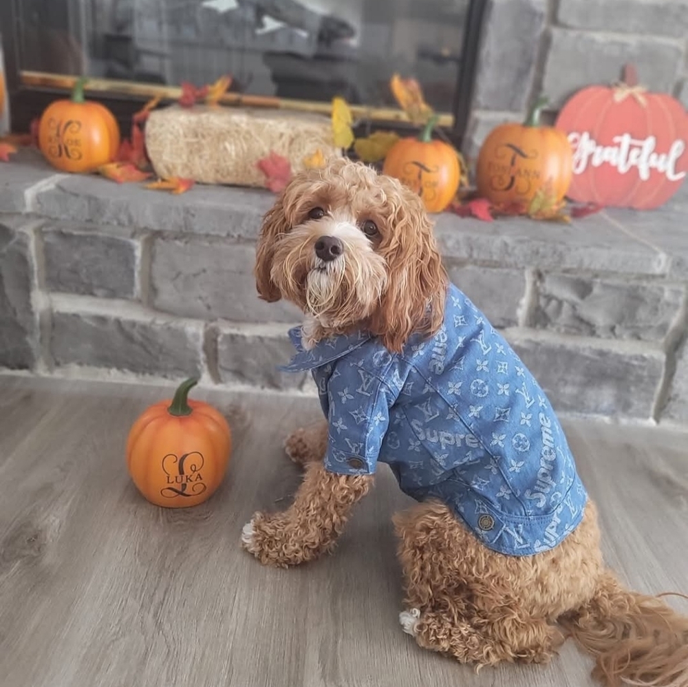 Blue Designer-Style Dog Shirt - Fashionable Pet Apparel